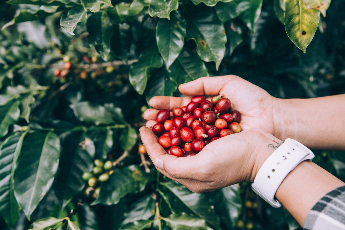 Four generations, one estate — why our Chikmagalur coffee is unlike anything in a blend
